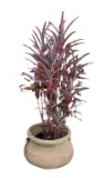 Planter with Plant--17 1/2