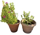(2) Plastic Planters with Plants, 16