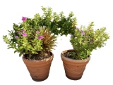 (2) Plastic Planters with Plants, 19