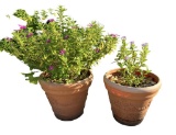 (2) Plastic Planters with Plants, 19