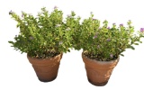Plastic Planters with Plant, 19