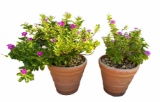 (2) Round Plastic Planters with Live Plants--16