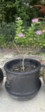 Round Planter with Plant--16' Diameter, 15