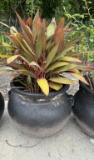 Round Planter with Plant--18