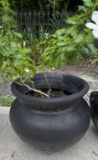 Round Planter with Plant--17.5