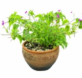 Round Terra Cotta Flower Pot with Plant--18