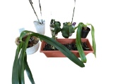 Assorted Plants in Planters