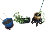 (3) Plants in Planters