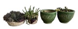 (4) Ceramic Planters with Plants (2) Sara