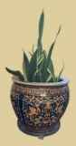 Fish Bowl with Snake Plant--18 1/2