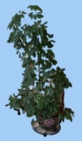 Fish Bowl Planter with Live Plant--14