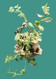 Sara Barnhill Pottery Planter with Plant