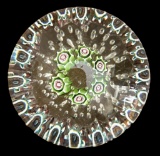 Millefiori Paperweight