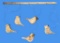 Wooden Bird Mobile - 20 1/2