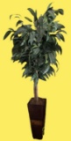 Artificial Ficus Tree—80” Tall in 24” Tall Planter