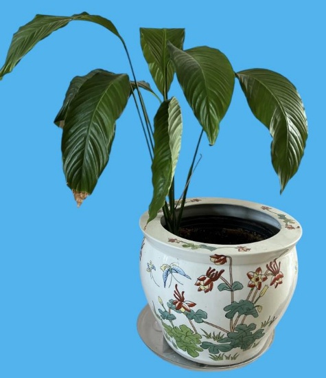 Fishbowl Planter With Plant—13” Wide, 11” Tall
