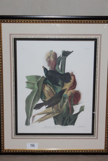Large Framed JJ Audubon Purple Grackle No. 11, PlateVII Print