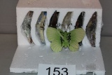 Butterfly 2 Piece Window Magnets
