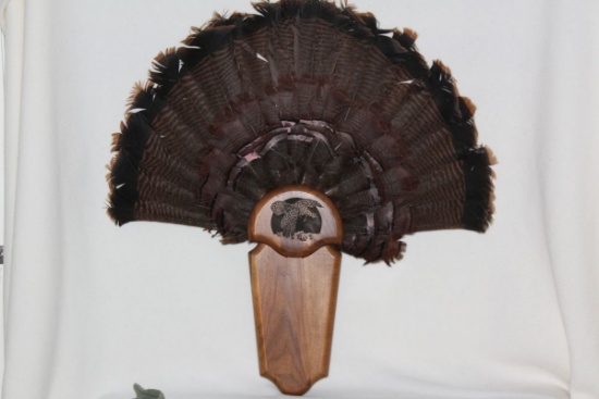 Super Nice Turkey Fan Tail W/Carved Wall Mount