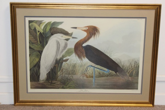 1972 Audubon "Purple Heron" Leipzig Editon Double Elephant Framed Print