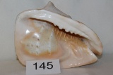 LARGE Unpolished South Pacific Conk Shell