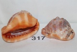 Pair Of Awesome Shells