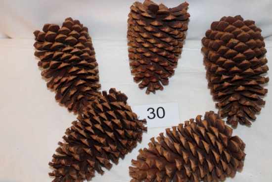 Assorted Large Pine Cones