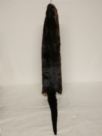 Canadian River Otter Tanned Pelt