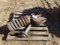 Idler, with bracket and tensioning spring (Komatsu 220)