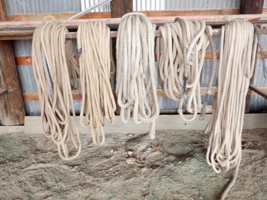 (5) Bull Ropes (Sales Tax) (WY)