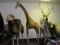 Hansa giraffe, height 8'