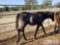 2018 Weanling Filly out of Wekiva Mist by Silver Max