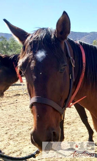 "Our Song"- 2008 Registered Thoroughbred Mare in Foal to North Light 16 Hands