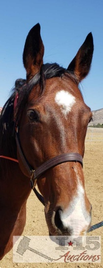 "Marcos Red Rose"- 2006 Registered Thoroughbred Mare in Foal to City Wolf 16 Hands