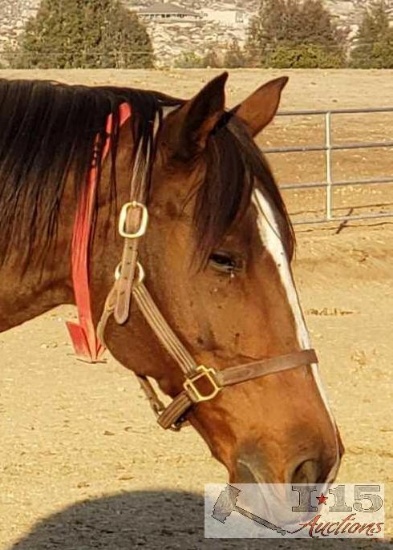 "I'll Rock Ur World"- 2004 Thoroughbred Mare in Foal to North Light