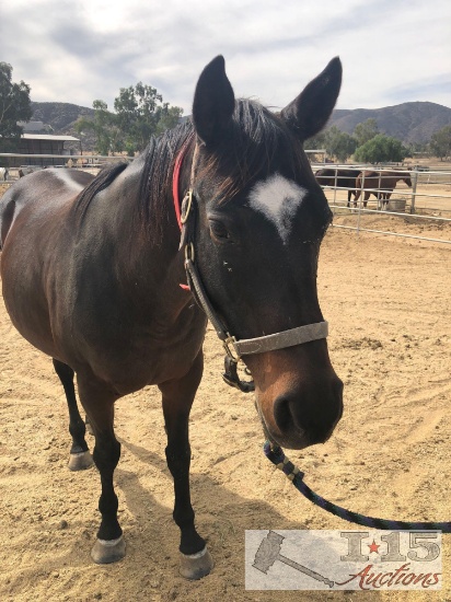 "Maeve"- 2006 Thoroughbred Mare 15.3 Hands