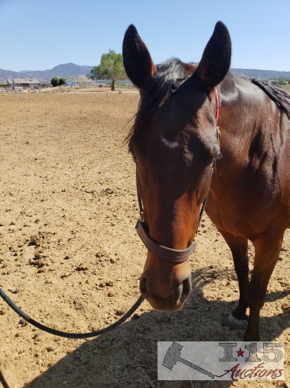 "Torbeca Rose"- 2009 Registered Thoroughbred Mare in Foal to North Light