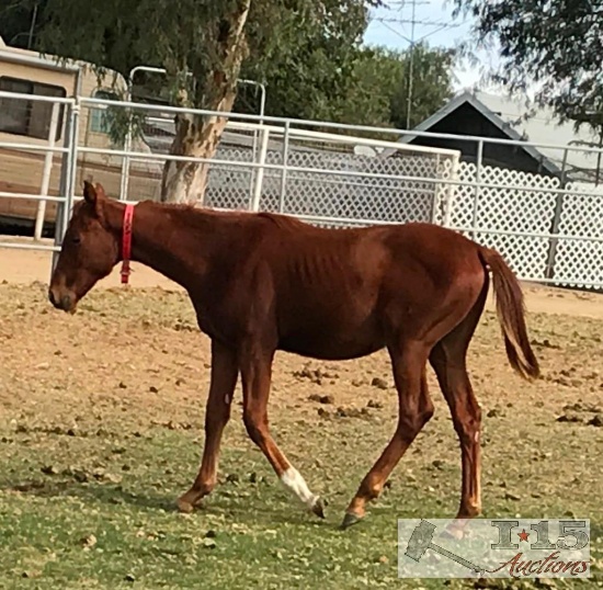 2018 Colt Out of Switch It Up by Jeranimo