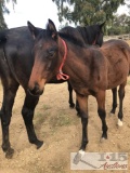 2018 Colt out of Throw a Fizz by Java's War