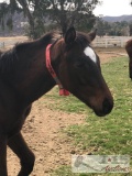 2018 Colt out of Three Tunes by Java's War