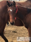 2018 Colt out of Princesse by Jeranimo