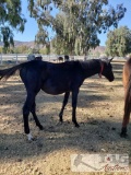 2018 2018 Filly out of Rachel's Ticket by Java's War