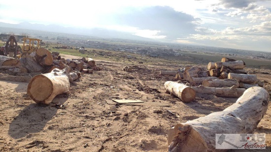 Large piles of Mixed Wood Species, Sizes Vairy from 1' to 12 ' in Leingth x 1' to 3' in Diameter