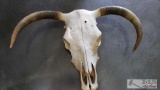 Steer Skull with Horns