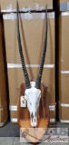 Gemsbok mount