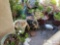 Lot of Approx 15 Love Potted Plants and Garden Statuary