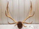 Antler Mount