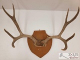 Antler Wall Mount