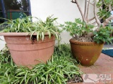 2 Planters - Large and Medium Sized