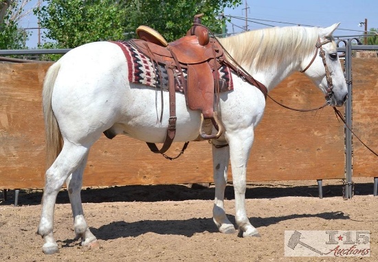 "Gunner" 1150 lb Gray Grade Gelding- See Video!